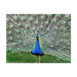 Peacock Plume Postcard