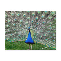 Peacock Plume Postcard