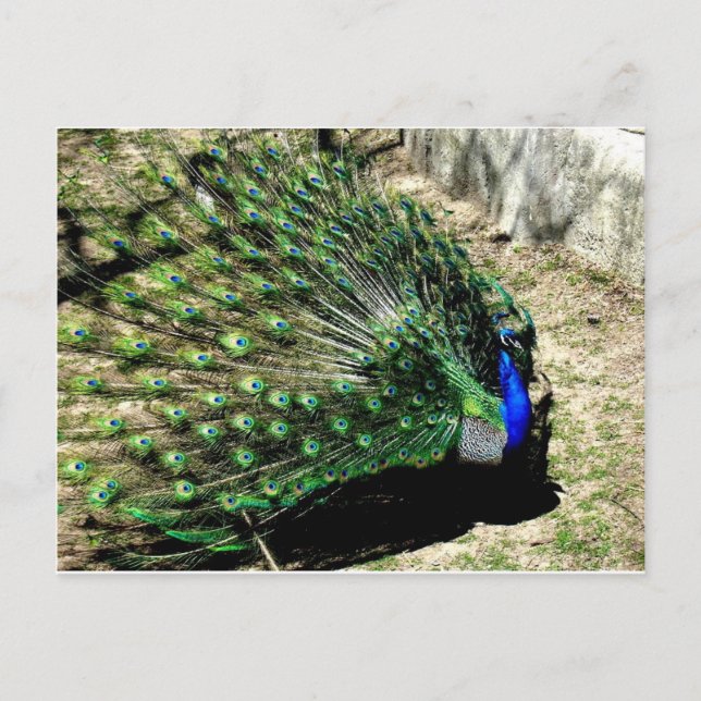 Peacock Postcard (Front)