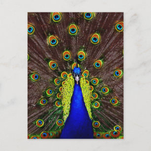 Peacock Postcard