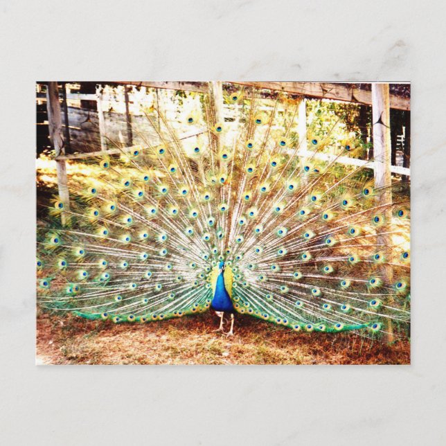 Peacock Postcard (Front)