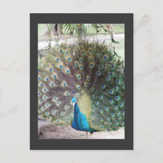 peacock postcard