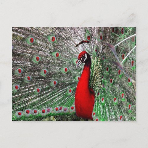 Peacock Postcard