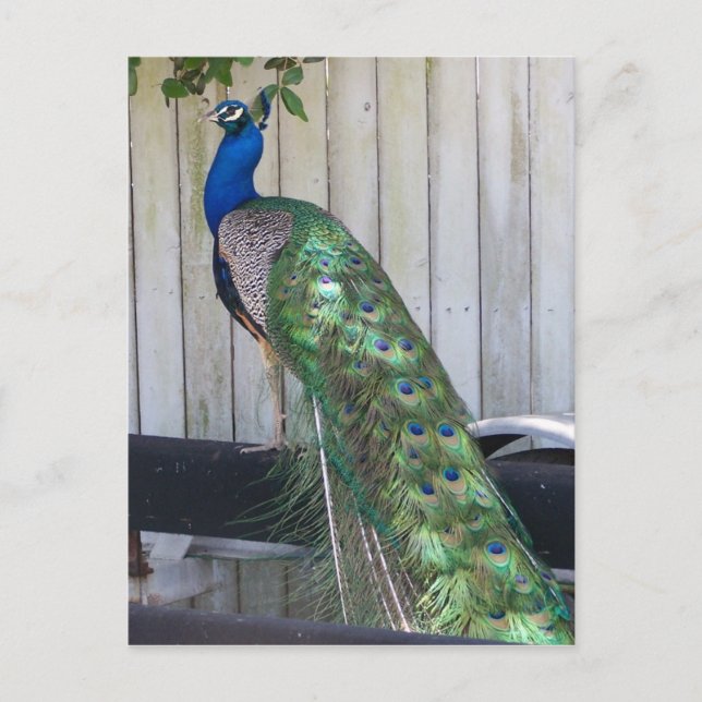 Peacock Postcard (Front)