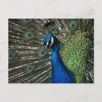 Peacock Postcard by KKHPhotosVarietyShop at Zazzle