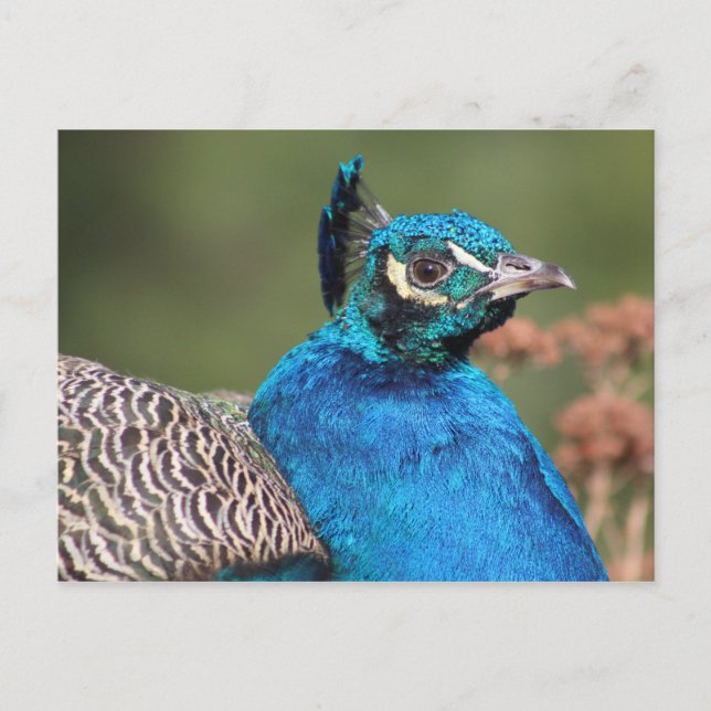 Peacock Postcard (Front)