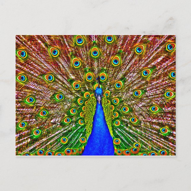 Peacock Postcard (Front)