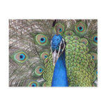 Peacock Postcard