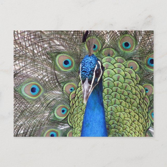 Peacock Postcard (Front)
