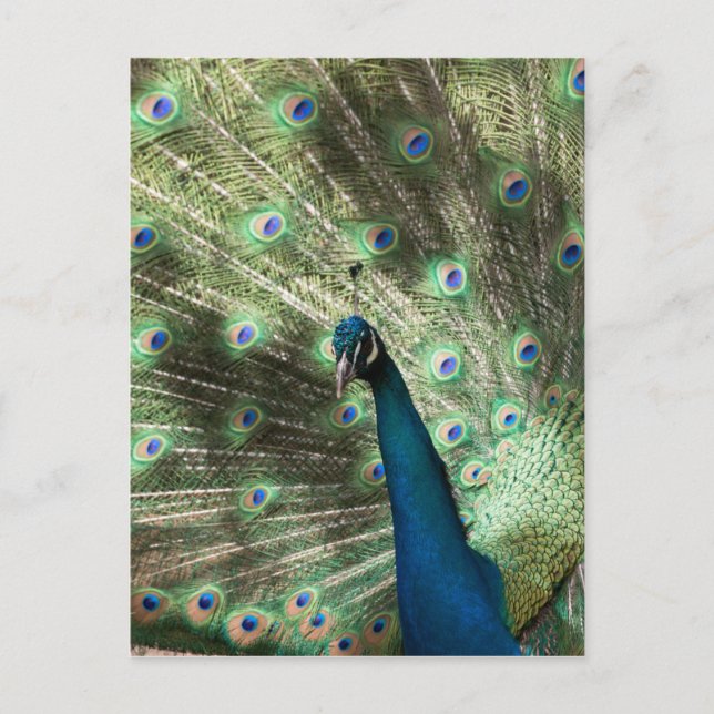 Peacock Postcard (Front)