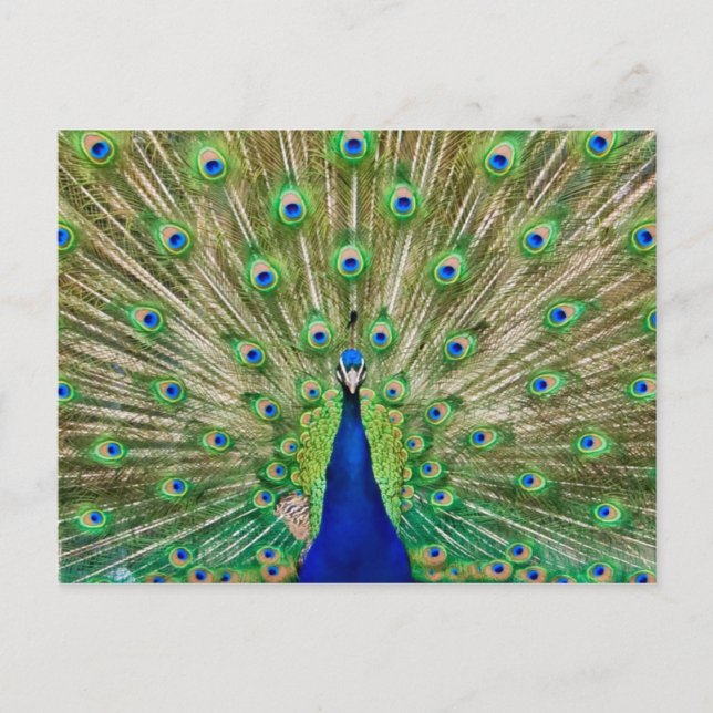 Peacock Postcard (Front)