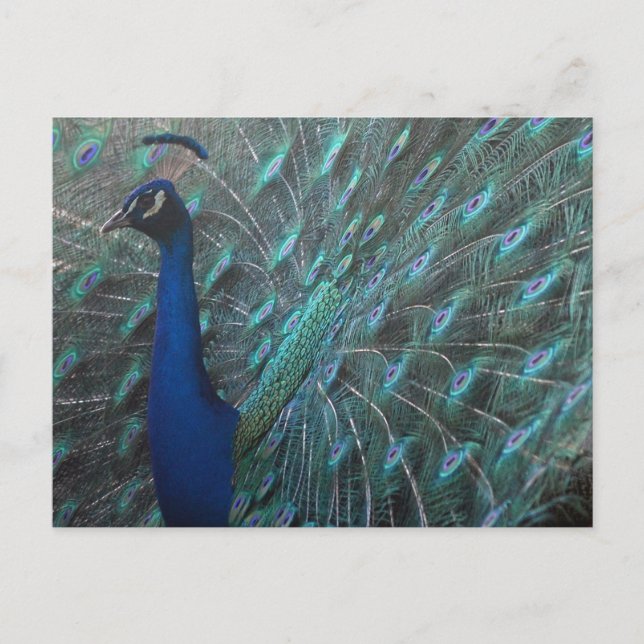 Peacock Postcard (Front)