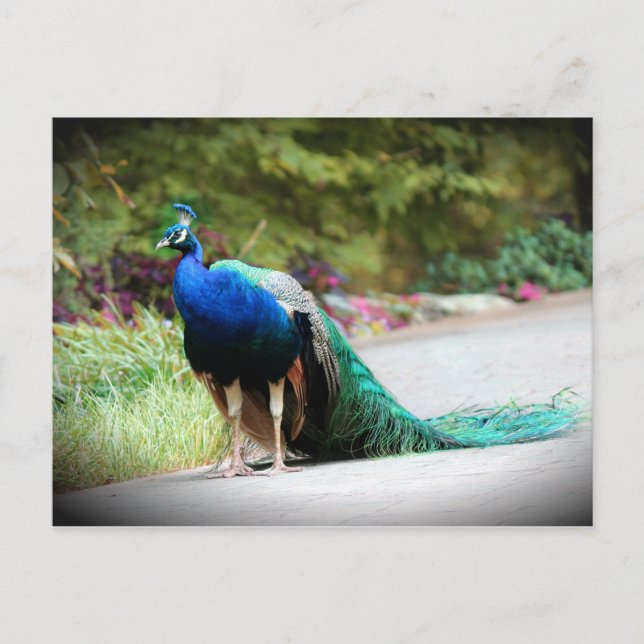 Peacock Postcard (Front)