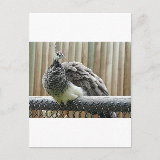 peacock postcard (Front)