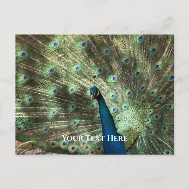 Peacock Postcard (Front)