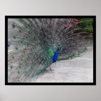 Peacock Poster