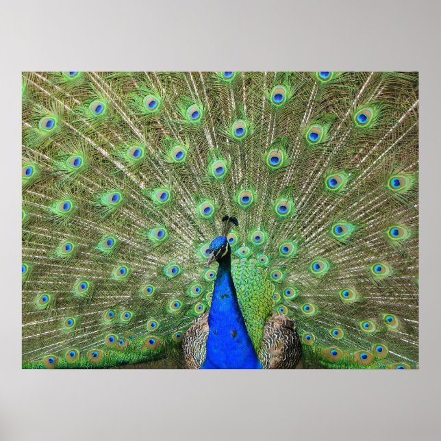 Peacock Poster (Front)