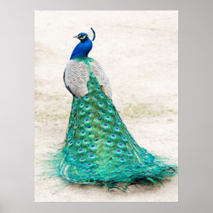 Peacock Poster