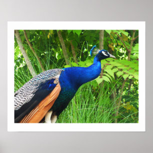 Peacock Poster