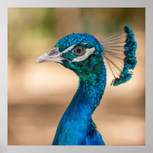 Peacock Poster
