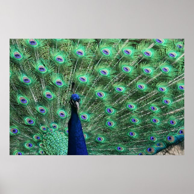 Peacock Poster (Front)
