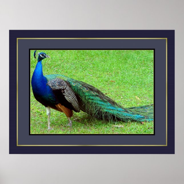 Peacock Poster (Front)