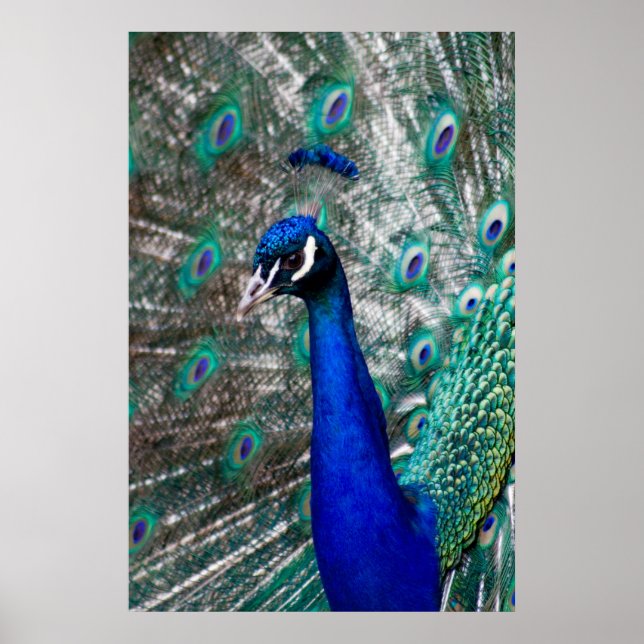 Peacock Poster (Front)