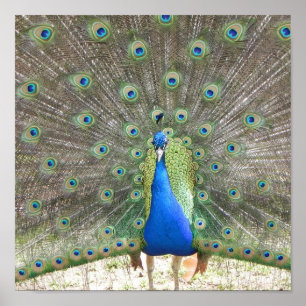 Peacock Poster
