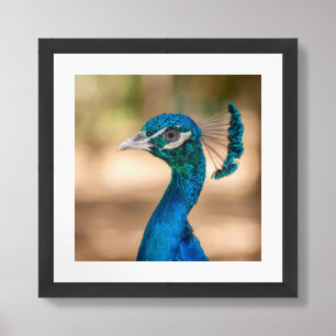 Peacock Poster Framed