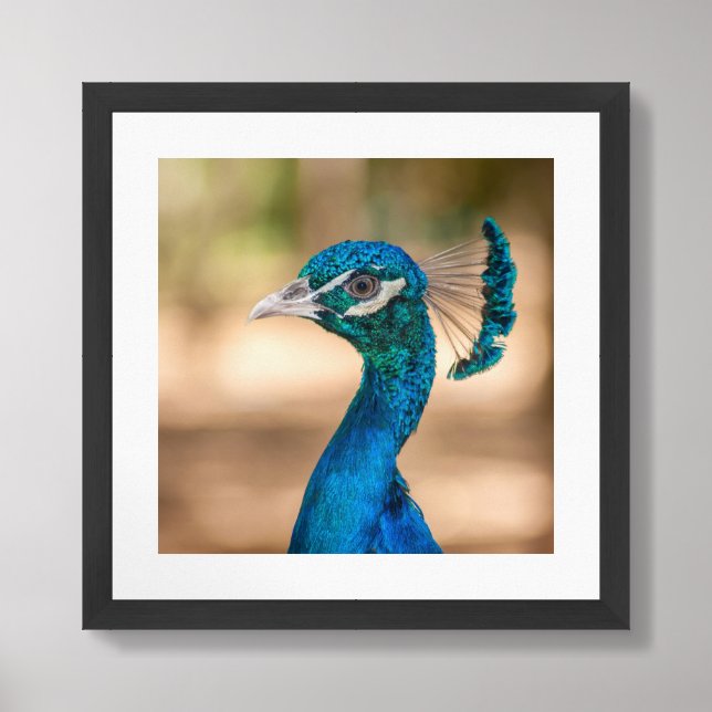 Peacock Poster Framed (Framed Front)