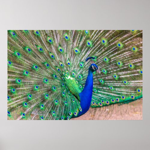 Peacock Posters  Prints