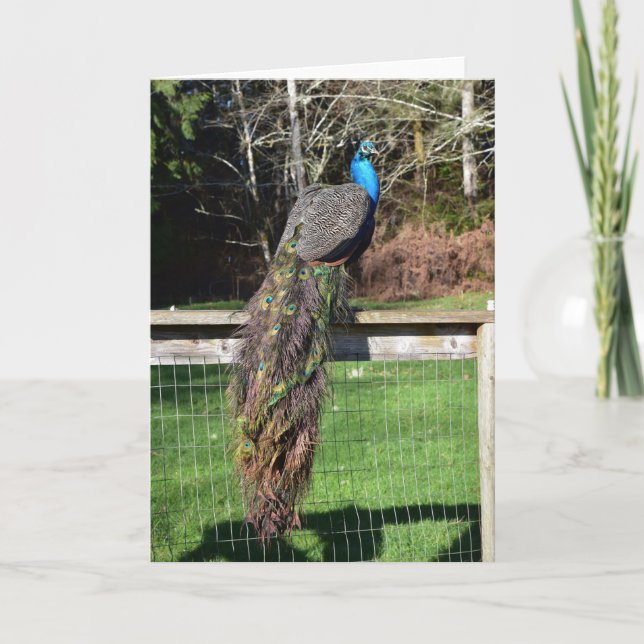 Peacock Preening on the Fence Card (Front)