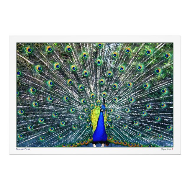 PEACOCK PRIDE PHOTO PRINT (Front)