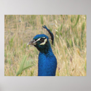 Peacock Print