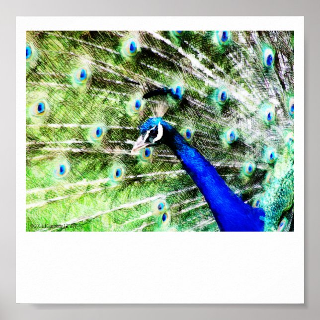 Peacock Print (Front)