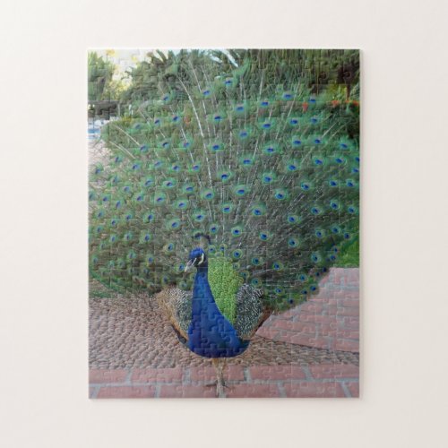 Peacock Puzzle