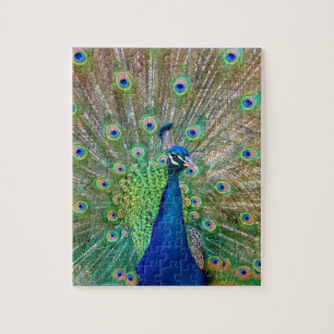 Peacock Puzzle