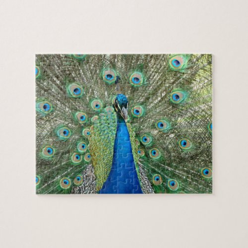 Peacock Puzzle