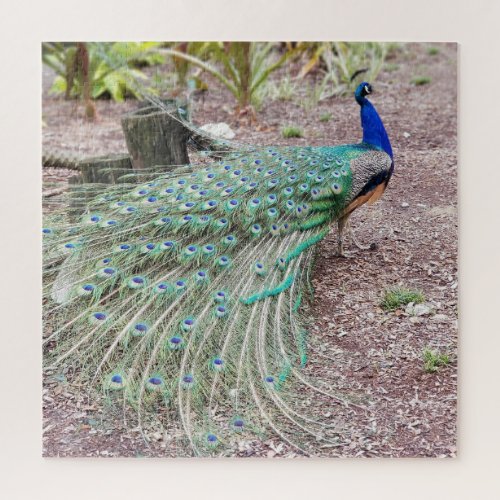 Peacock puzzle
