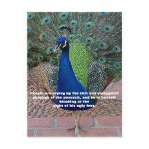 Peacock Quote Postcard