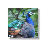 Peacock Roosting Canvas Print