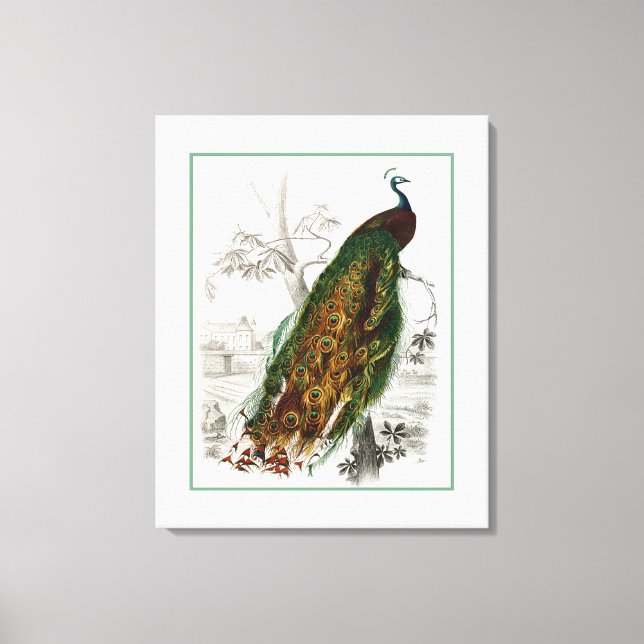 Peacock Roosting Canvas Print (Front)