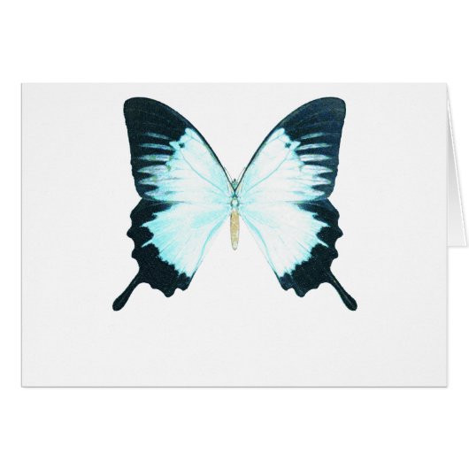 Peacock Royal Butterfly (Front Horizontal)