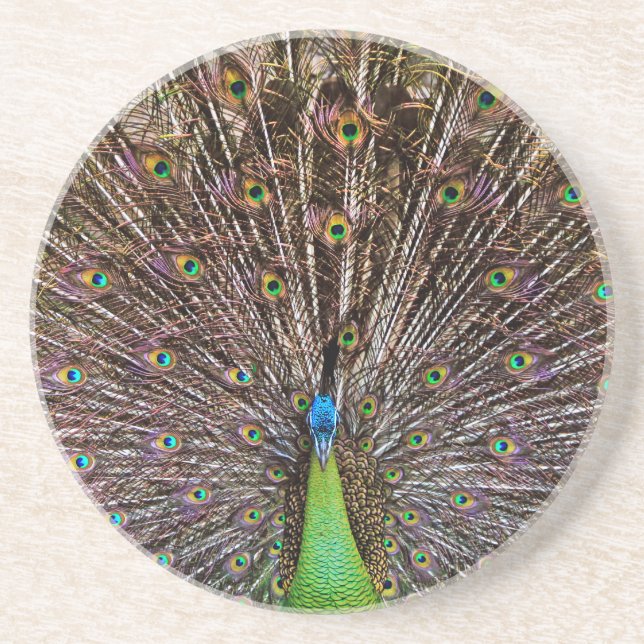 Peacock Sandstone Coaster (Front)