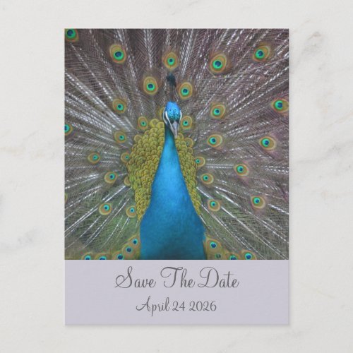 Peacock Save The Date Announcement Postcard