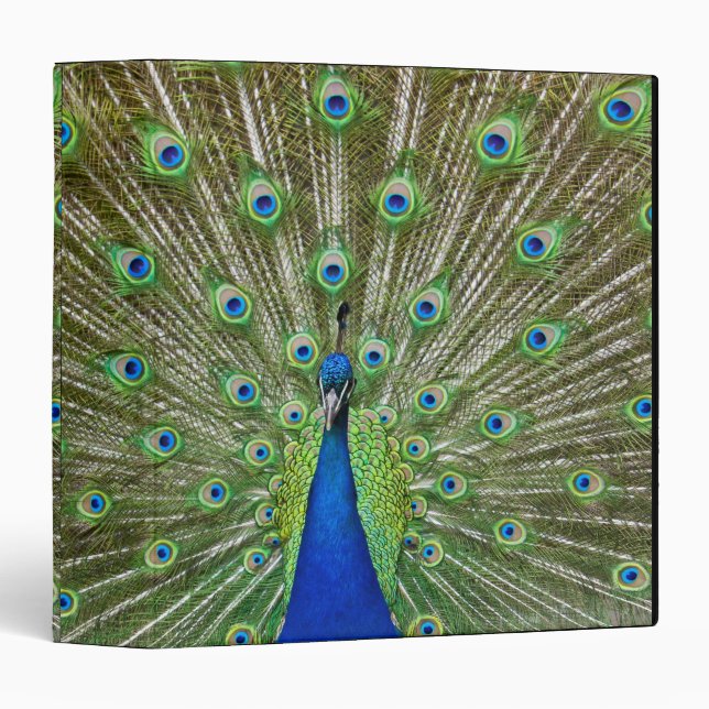 Peacock showing its feathers 3 ring binder (Front/Spine)