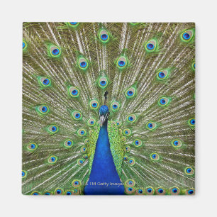 Peacock showing its feathers, as part of a magnet