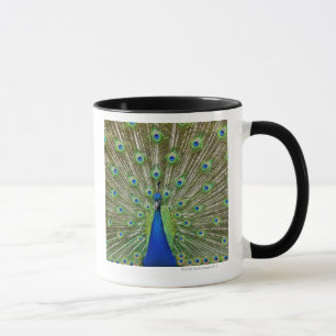 Peacock showing its feathers, as part of a mug