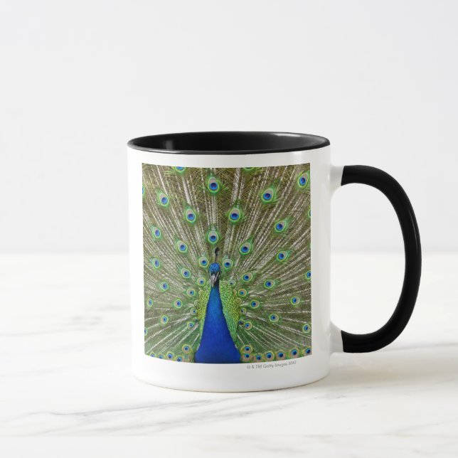 Peacock showing its feathers, as part of a mug (Right)