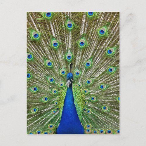 Peacock showing its feathers as part of a postcard